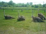 Here are some ostriches