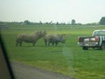 here's two powerful Rhinos, there's 2 trucks that seem to stay with the rhinos