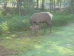 it's not as clear but this cow had this calf minutes before we drove up