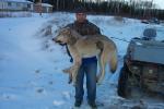 A wolf killed in Keewaywin